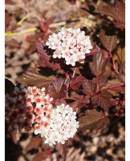 Physocarpus opulifolius 'Diable d'Or'®