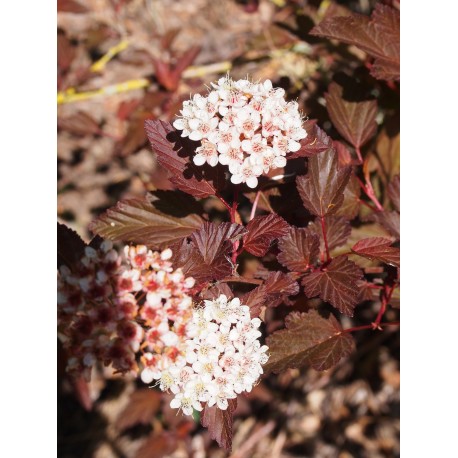 Physocarpus opulifolius 'Diable d'Or'®