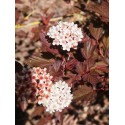 Physocarpus opulifolius 'Diable d'Or'®