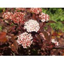 Physocarpus opulifolius 'Diable d'Or'®