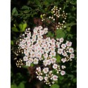 Spiraea blumei var hayatae - Spirée