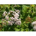 Spiraea formosana - Spirée de Formose