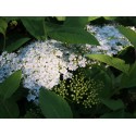 Spiraea fritschiana - Spirée