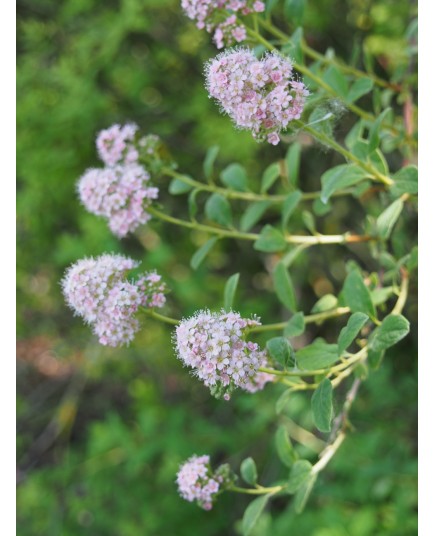 Spiraea microthyrsa x - spirées