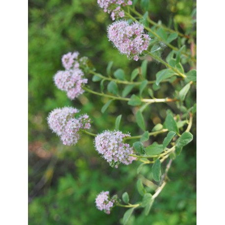 Spiraea microthyrsa x - spirées