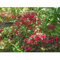 Weigela 'Lucifer' -Weigelia