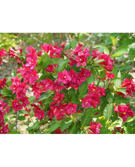 Weigela 'Lucifer' -Weigelia