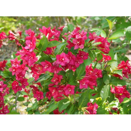 Weigela 'Lucifer' -Weigelia