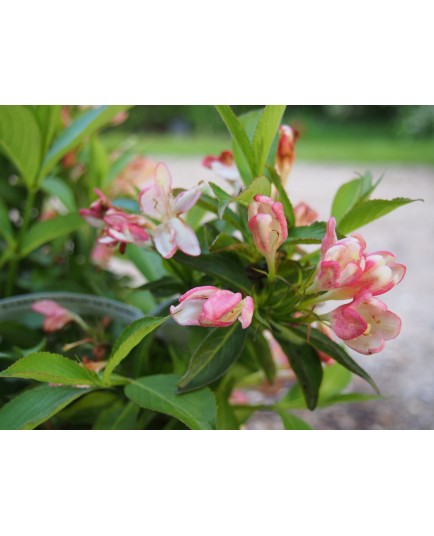 Weigela 'All Summer Peach'
