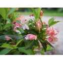 Weigela 'All Summer Peach'