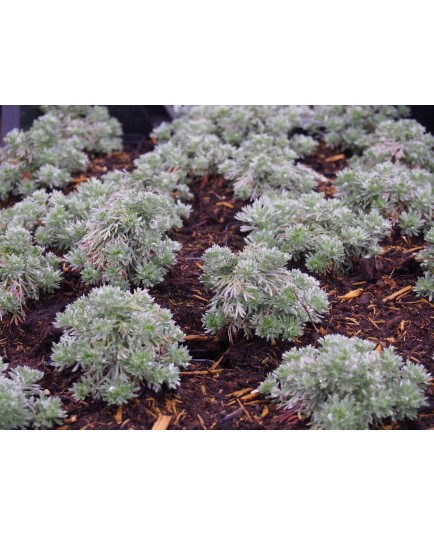 Artemisia schmidtiana 'Nana'