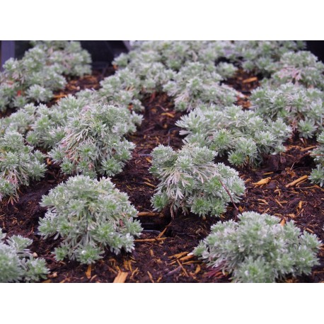 Artemisia schmidtiana 'Nana'