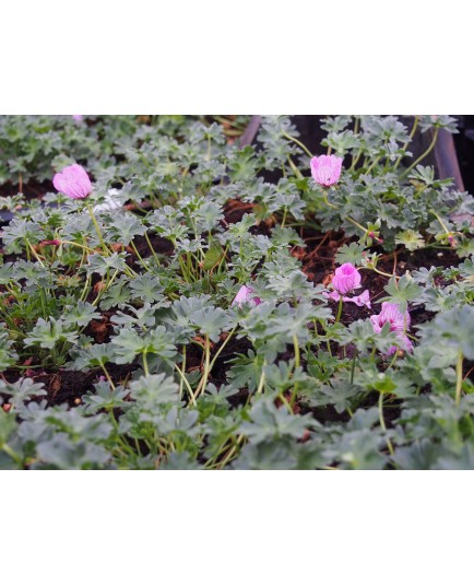 Geranium cinereum 'Ballerina'