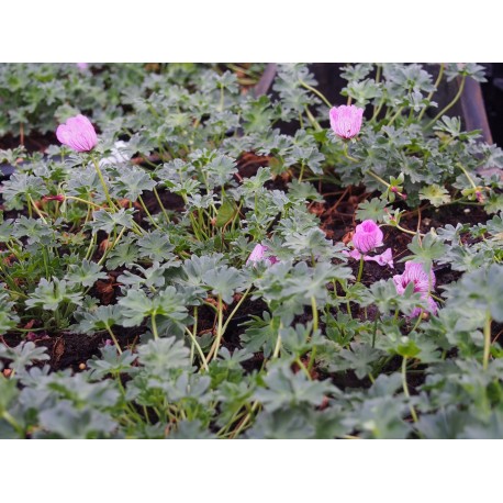 Geranium cinereum 'Ballerina'