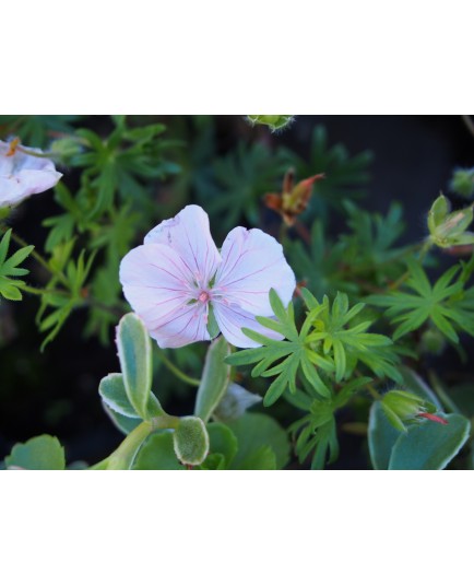 Geranium sanguineum 'Striatum'