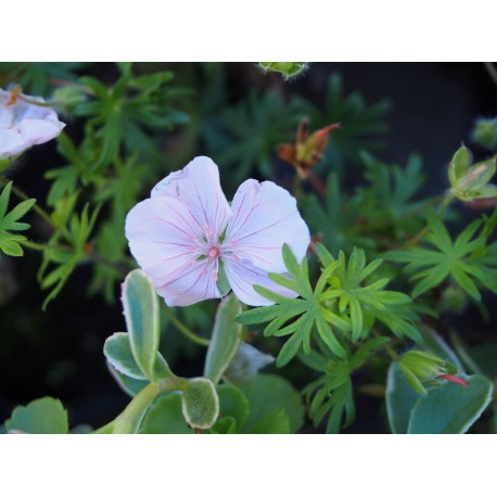 Geranium sanguineum 'Striatum'