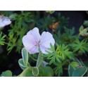 Geranium sanguineum 'Striatum'