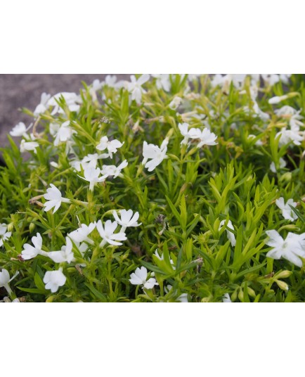 Phlox subulata 'Calvides White'