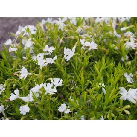 Phlox subulata 'Calvides White'