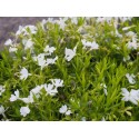 Phlox subulata 'Calvides White'