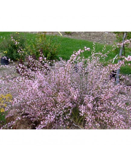 Cytisus scoparius 'Moyclare Pink' - genêt