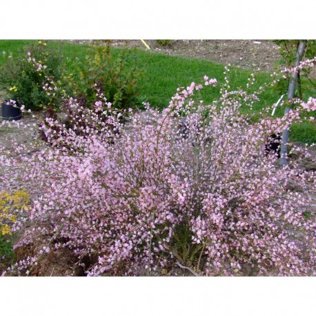 Cytisus scoparius 'Moyclare Pink' - genêt