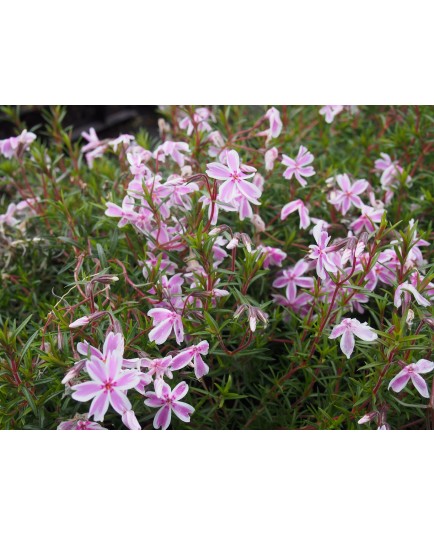 Phlox subulata 'Candy Stripes'