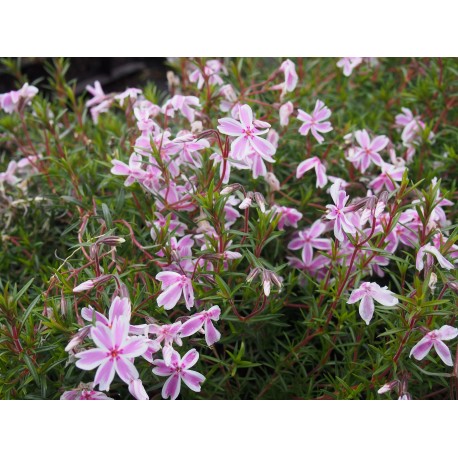 Phlox subulata 'Candy Stripes'