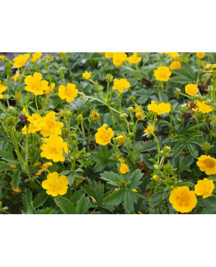 Potentilla aurea