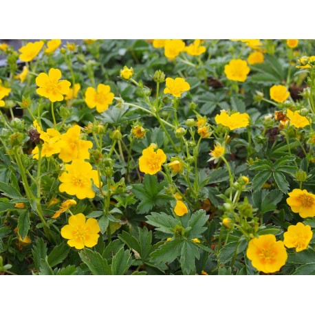 Potentilla aurea