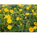 Potentilla aurea