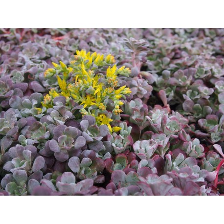 Sedum spathulifolium 'Purpureum'