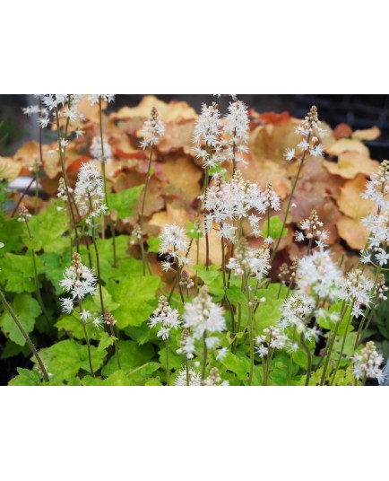 Tiarella wherryi