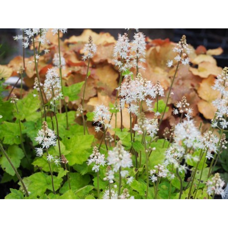 Tiarella wherryi