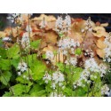 Tiarella wherryi