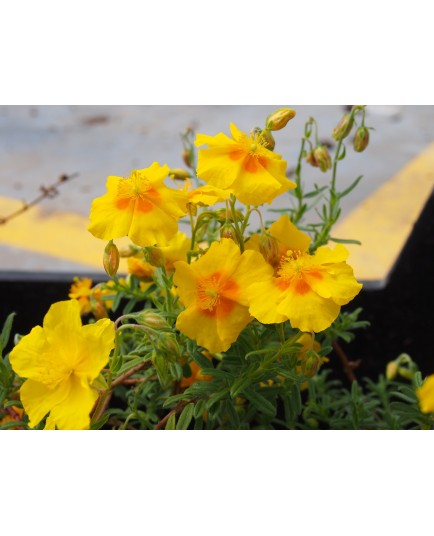 Helianthemum 'Golden Queen'