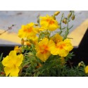 Helianthemum 'Golden Queen'