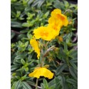 Helianthemum 'Golden Queen'