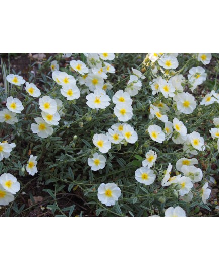 Helianthemum 'The Bride'