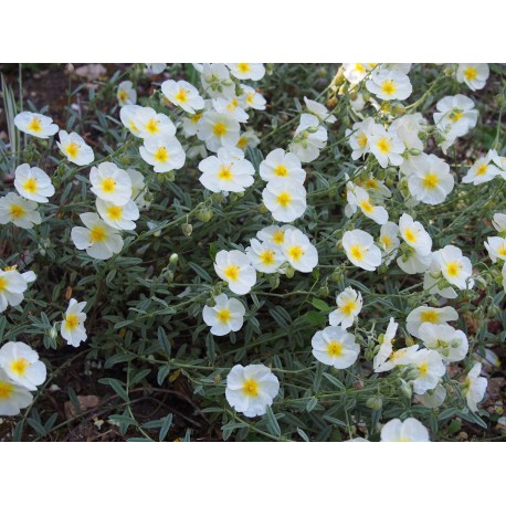 Helianthemum 'The Bride'