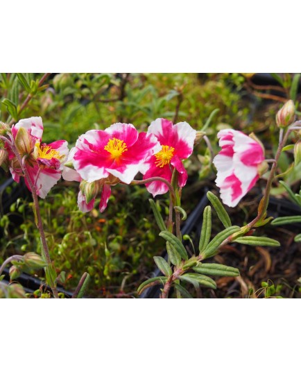 Helianthemum 'Rasperry Ripple'