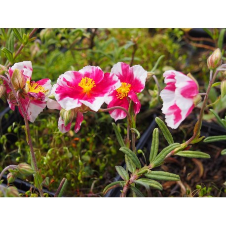 Helianthemum 'Rasperry Ripple'