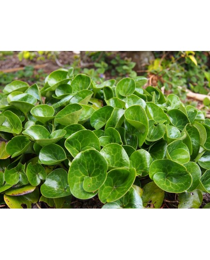 Asarum europaeum