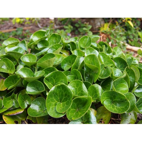 Asarum europaeum