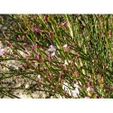 Cytisus scoparius 'Moyclare Pink' - genêt