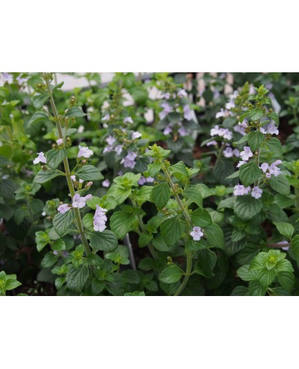 Clinipodium nepeta