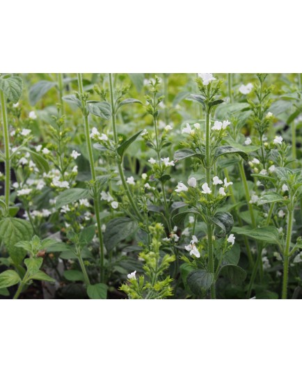 Clinipodium nepeta 'white Cloud'