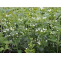 Clinipodium nepeta 'white Cloud'