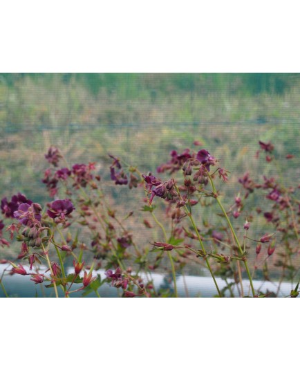 Geranium phaeum lividum