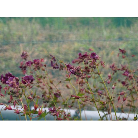 Geranium phaeum lividum